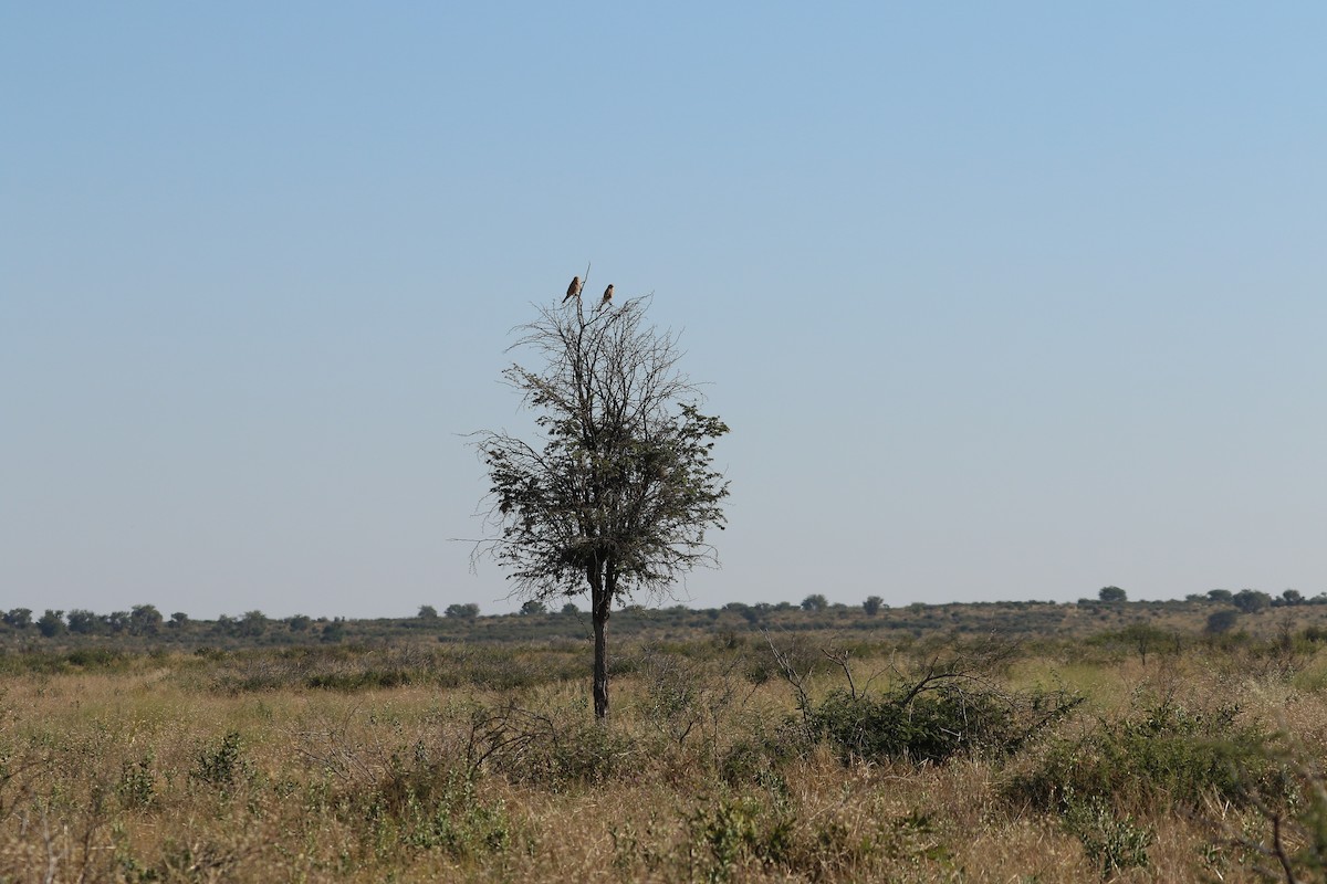 Greater Kestrel - ML646832470