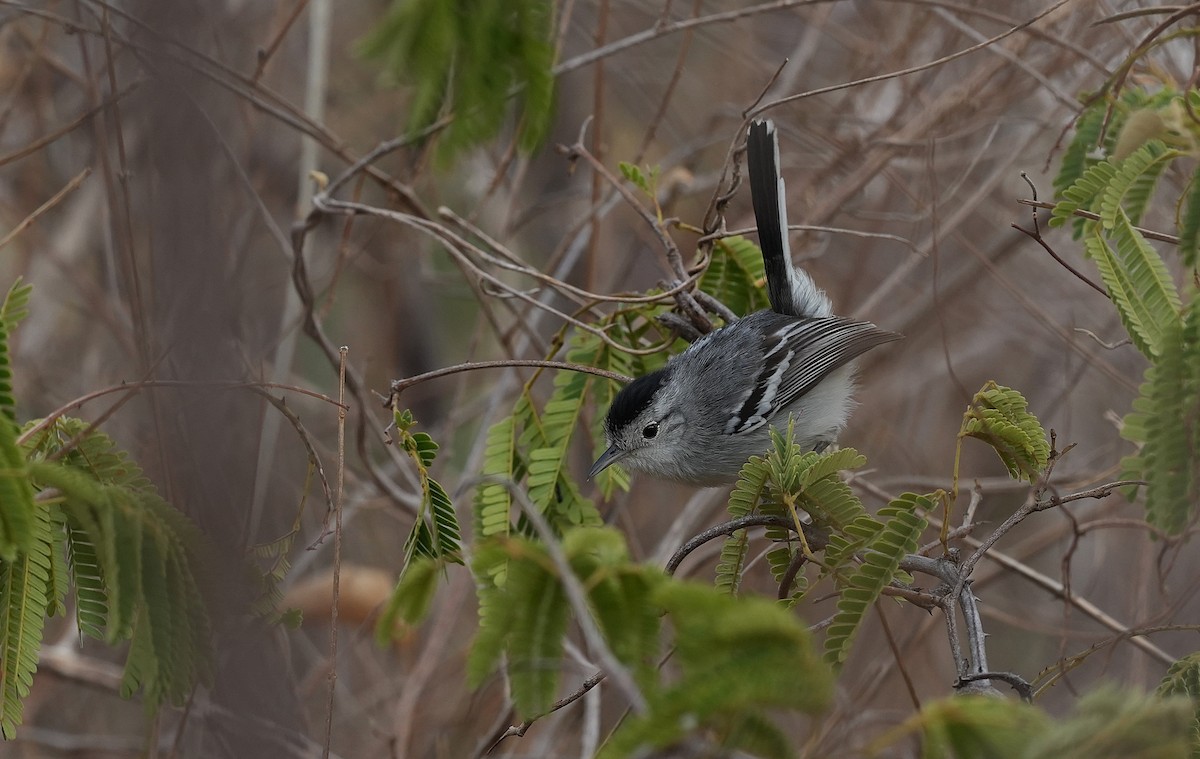 Бразильский эсперито - ML646832471