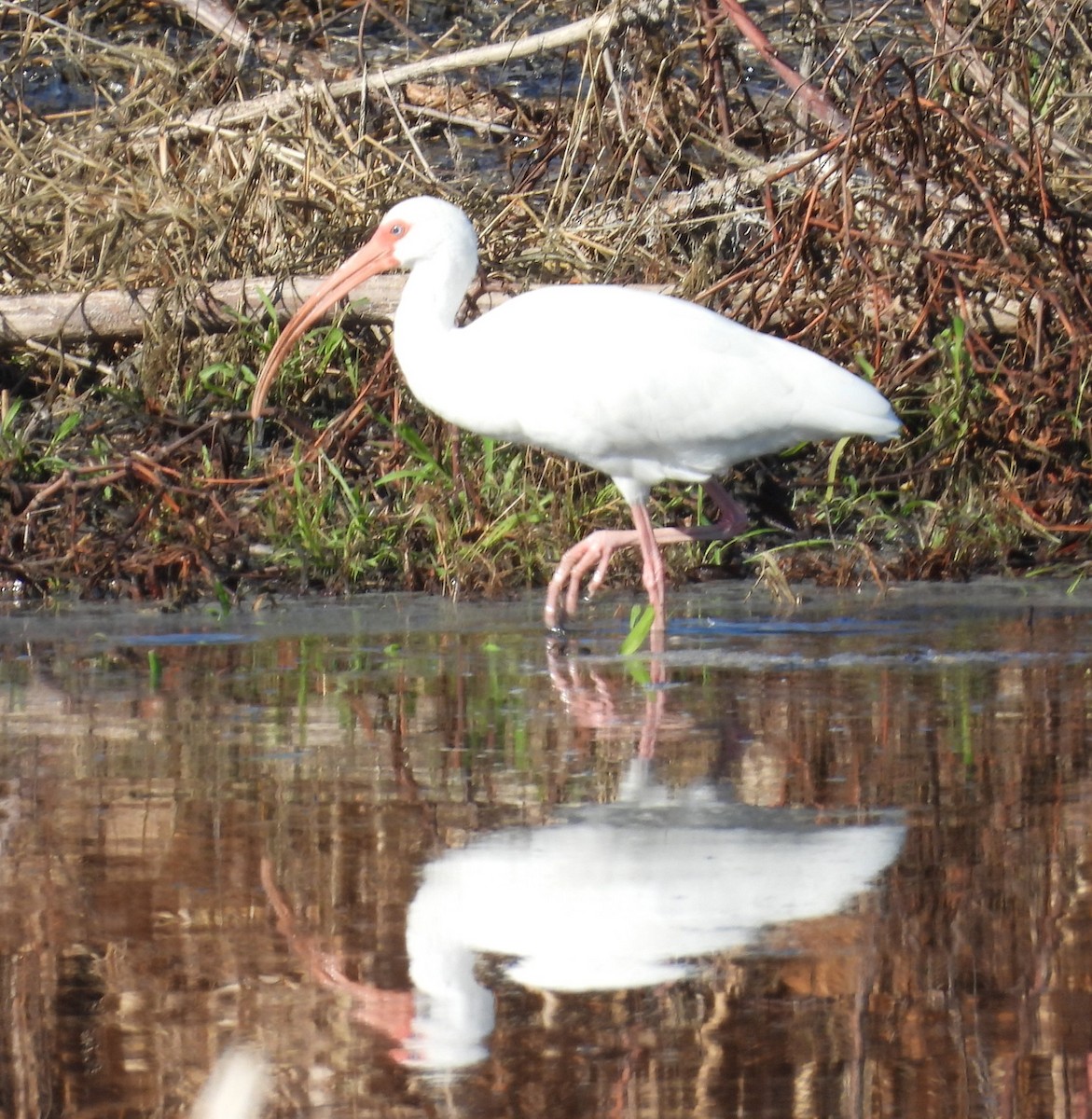 Белый ибис - ML646832472