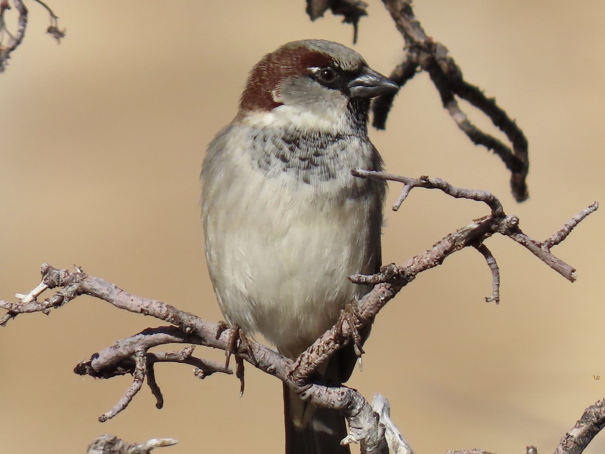 Домовый воробей - ML646832473