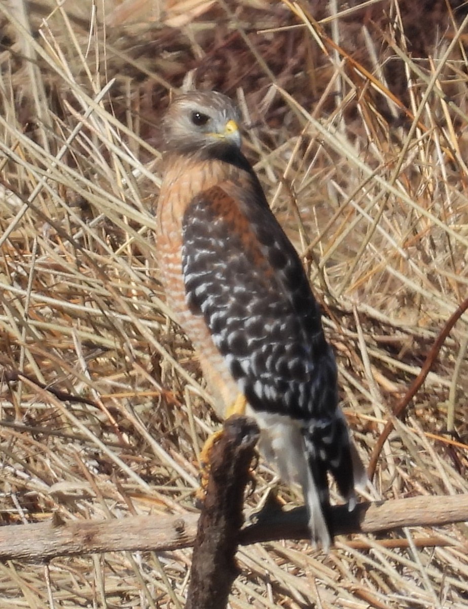 Красноплечий канюк - ML646832474