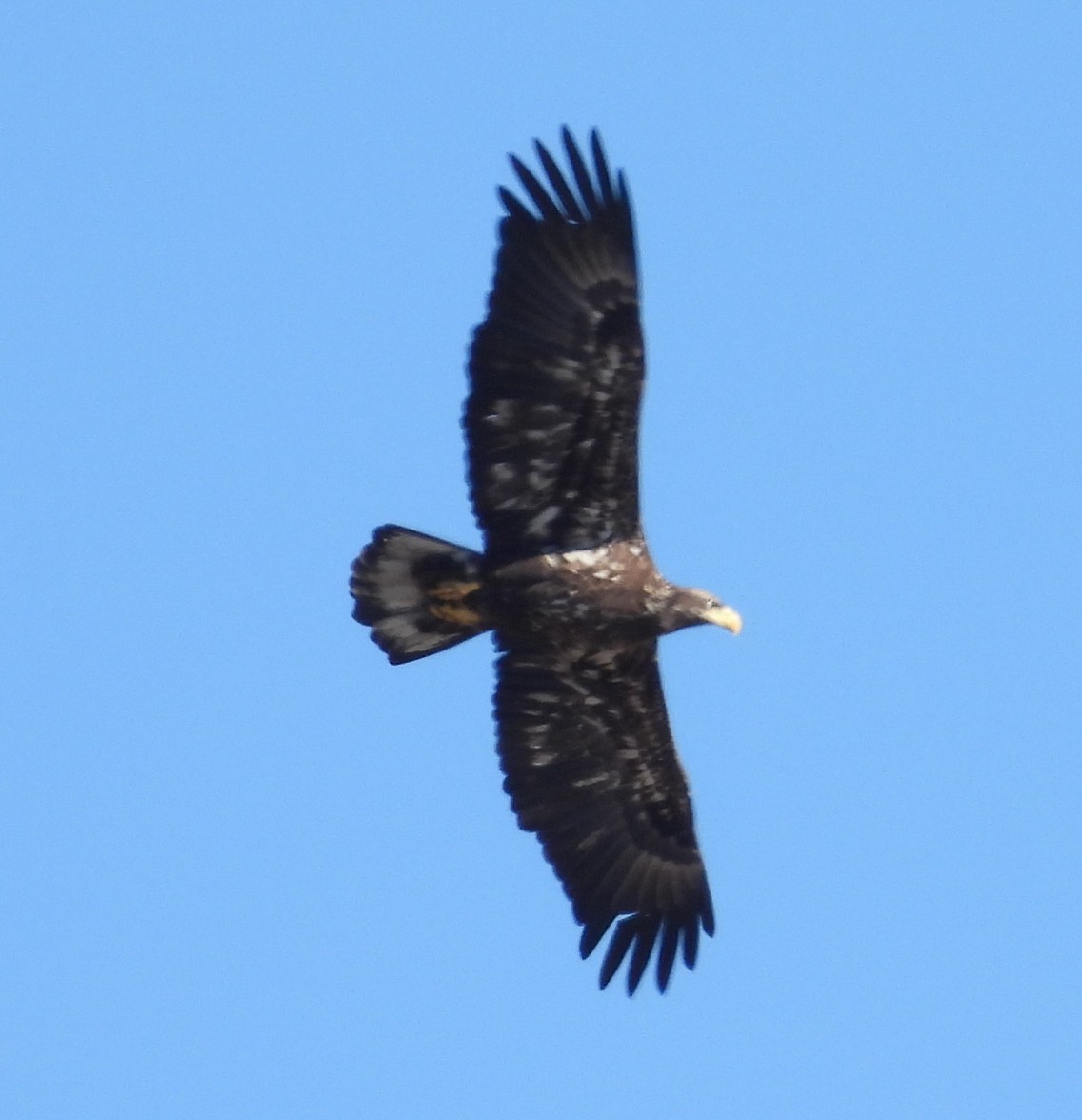 Белоголовый орлан - ML646832475