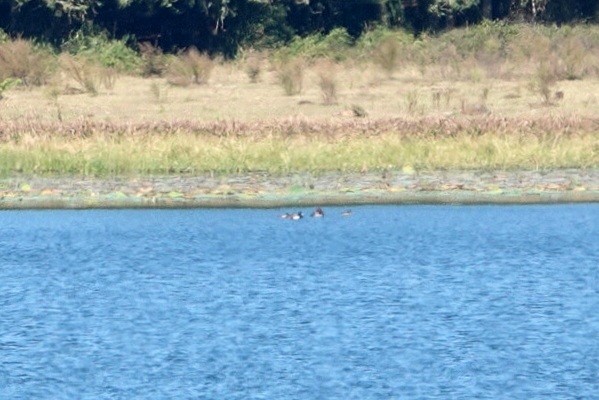 Rotkopfente - ML646832476