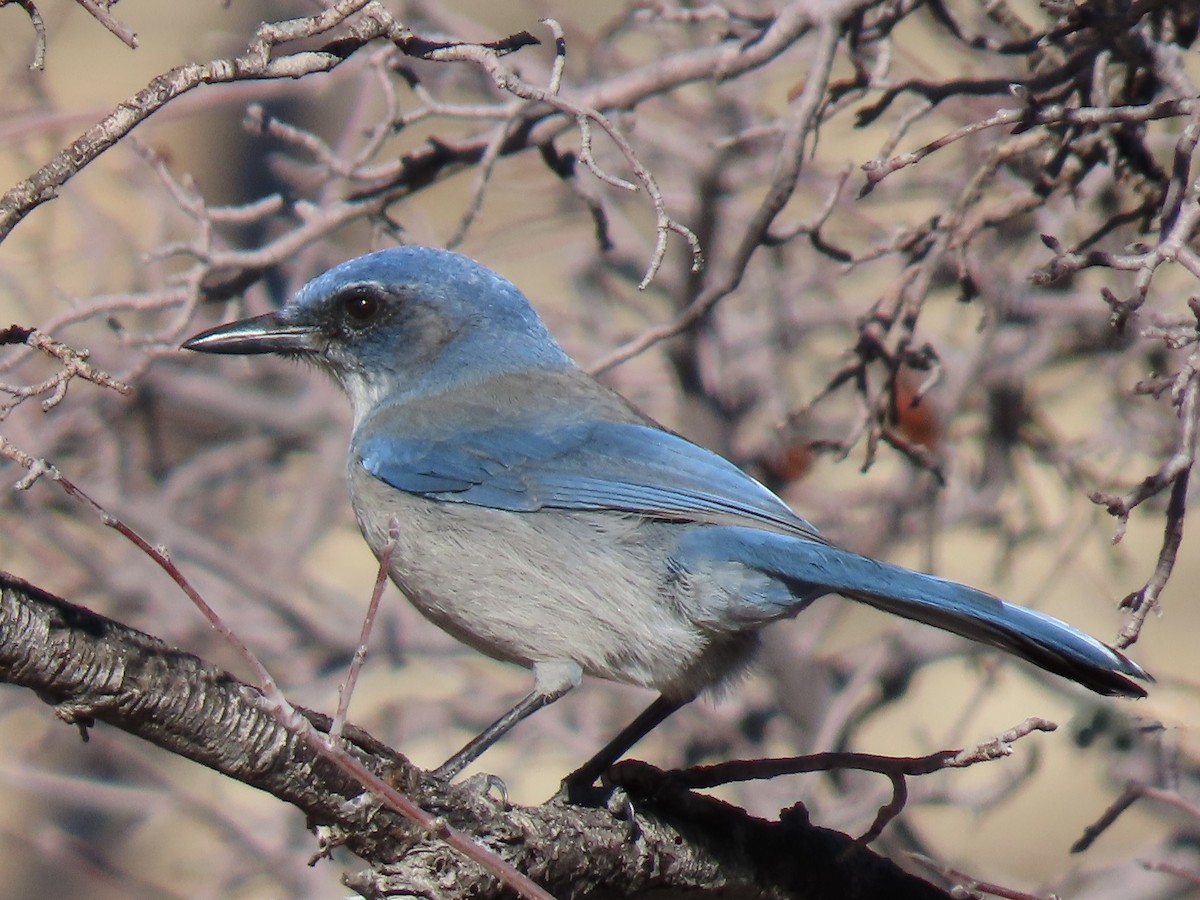 Невадская сойка - ML646832477