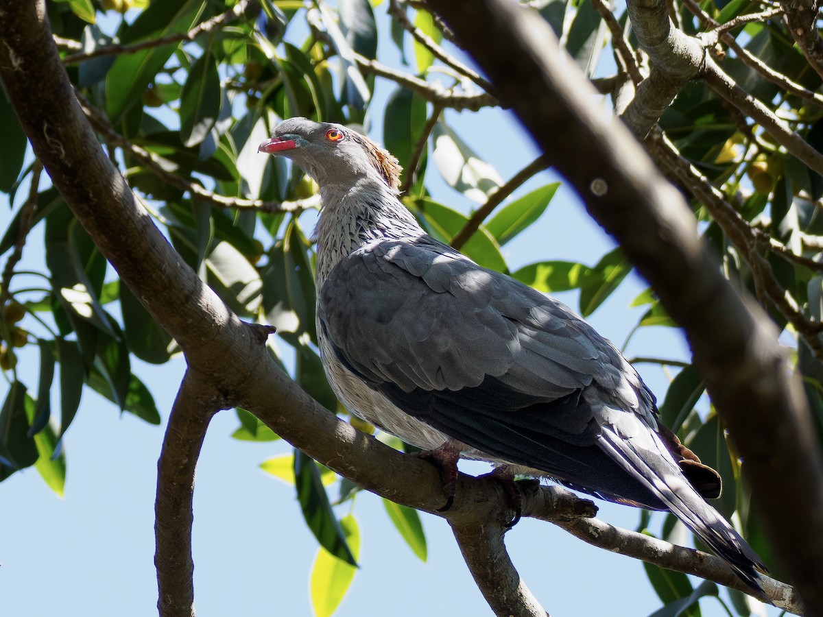 Topknot Pigeon - ML646832478