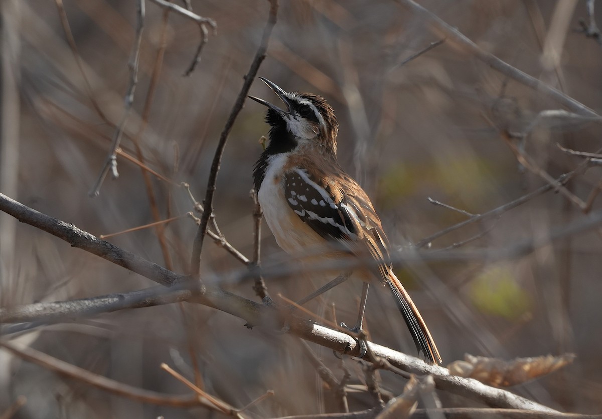 Stripe-backed Antbird - ML646832479