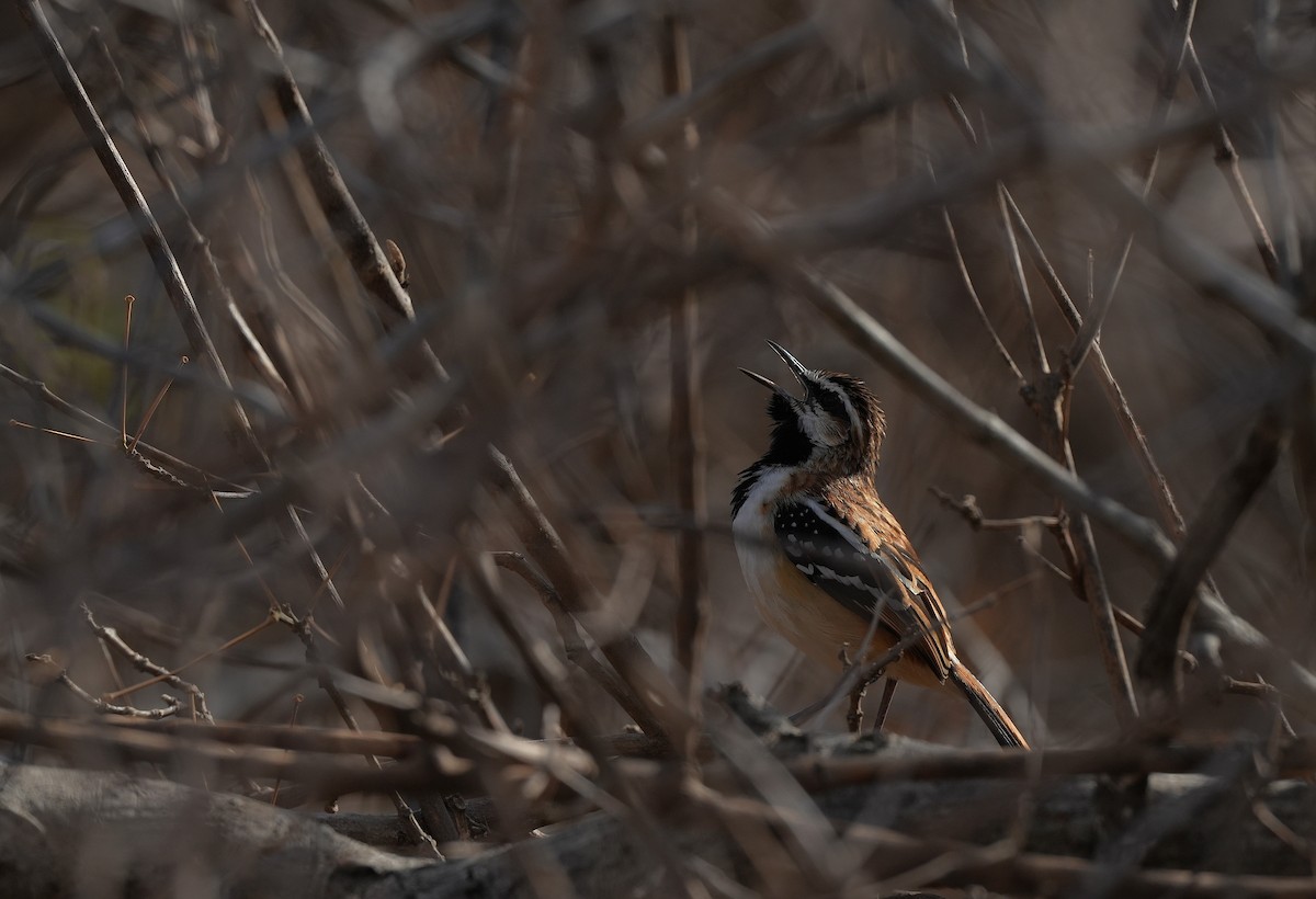 Stripe-backed Antbird - ML646832480