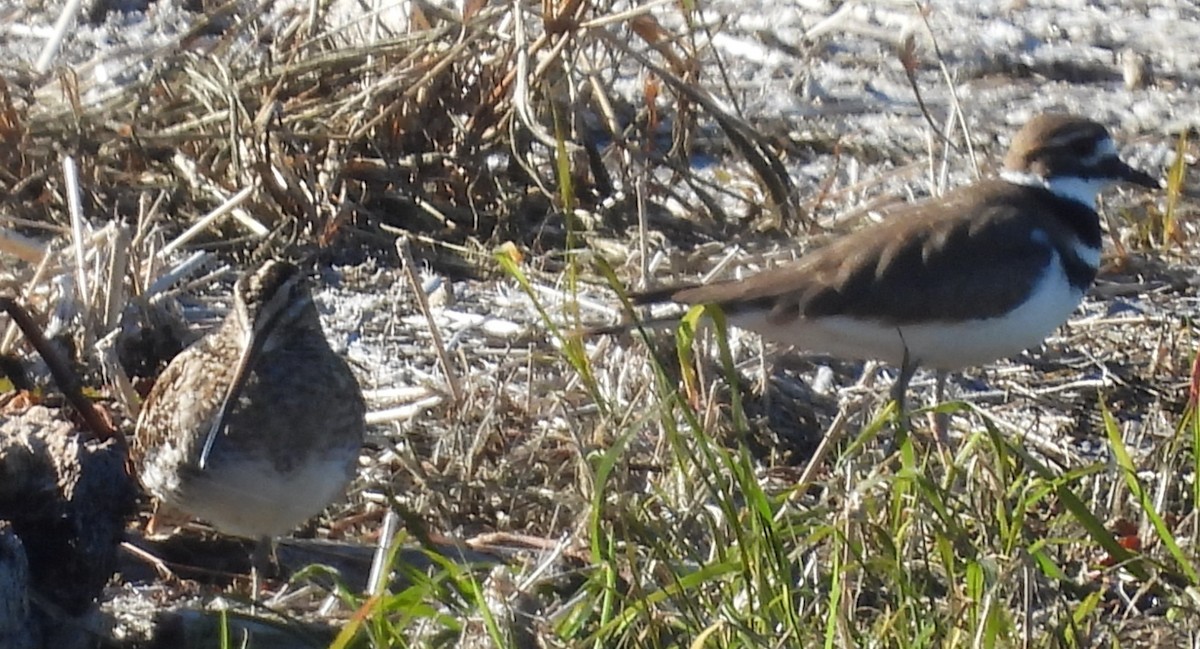 Killdeer - ML646832481