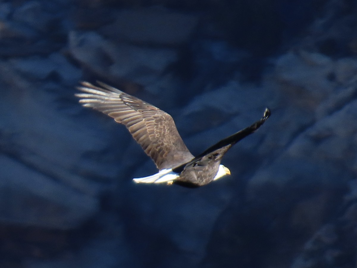 Bald Eagle - ML646832482