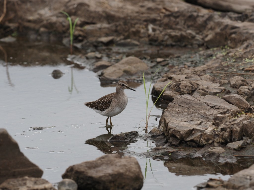 vodouš bahenní - ML646832483