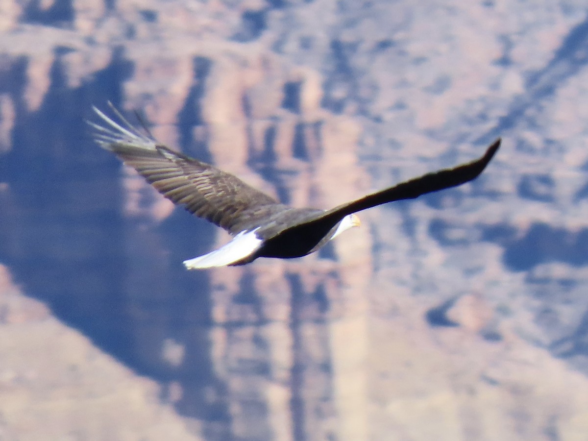 Bald Eagle - ML646832485