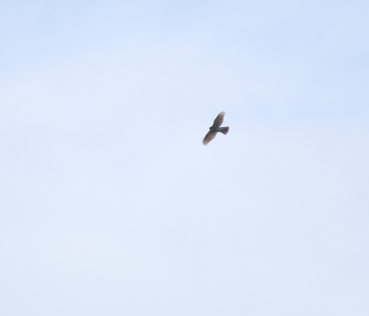 Eurasian Sparrowhawk - ML646832487