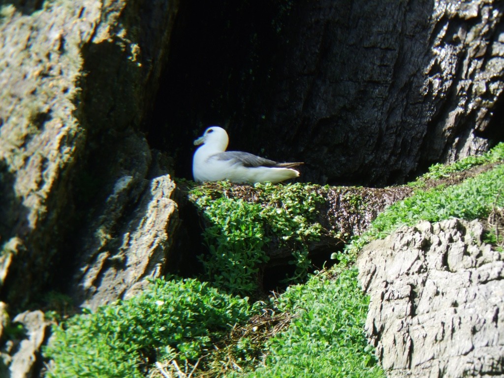 暴風鸌 - ML646832488