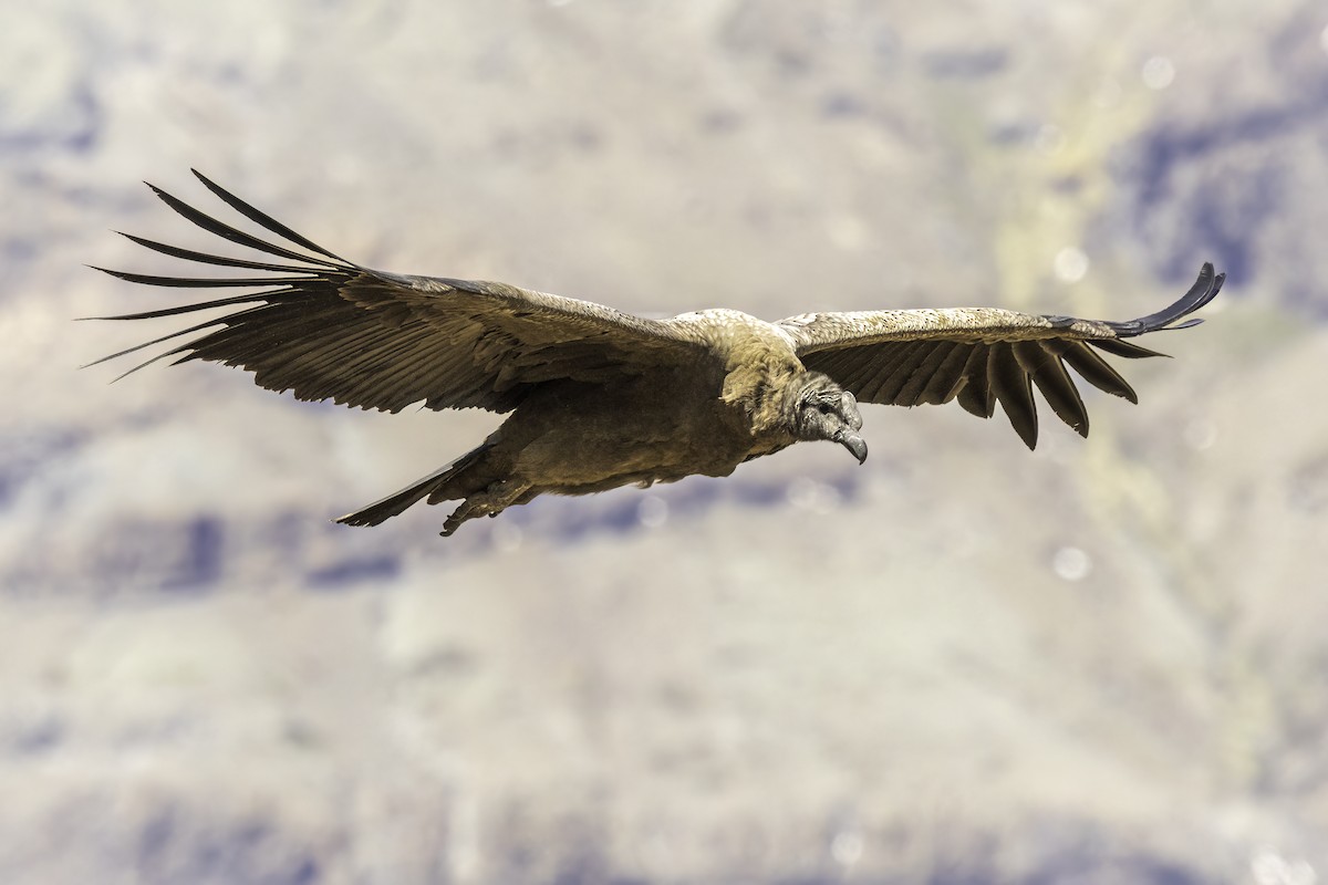 Andean Condor - ML646832489