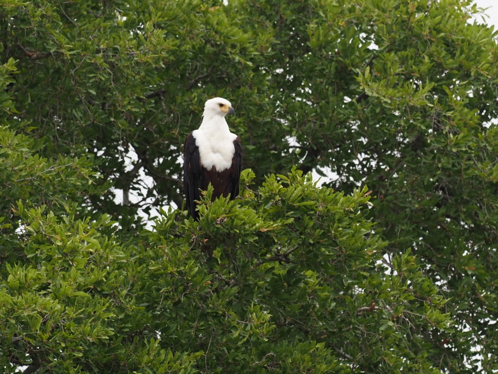 African Fish-Eagle - ML646832490