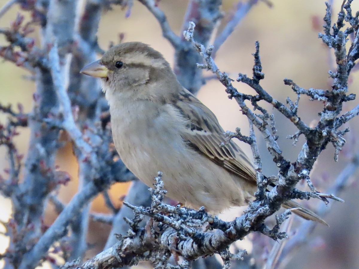 家麻雀 - ML646832491