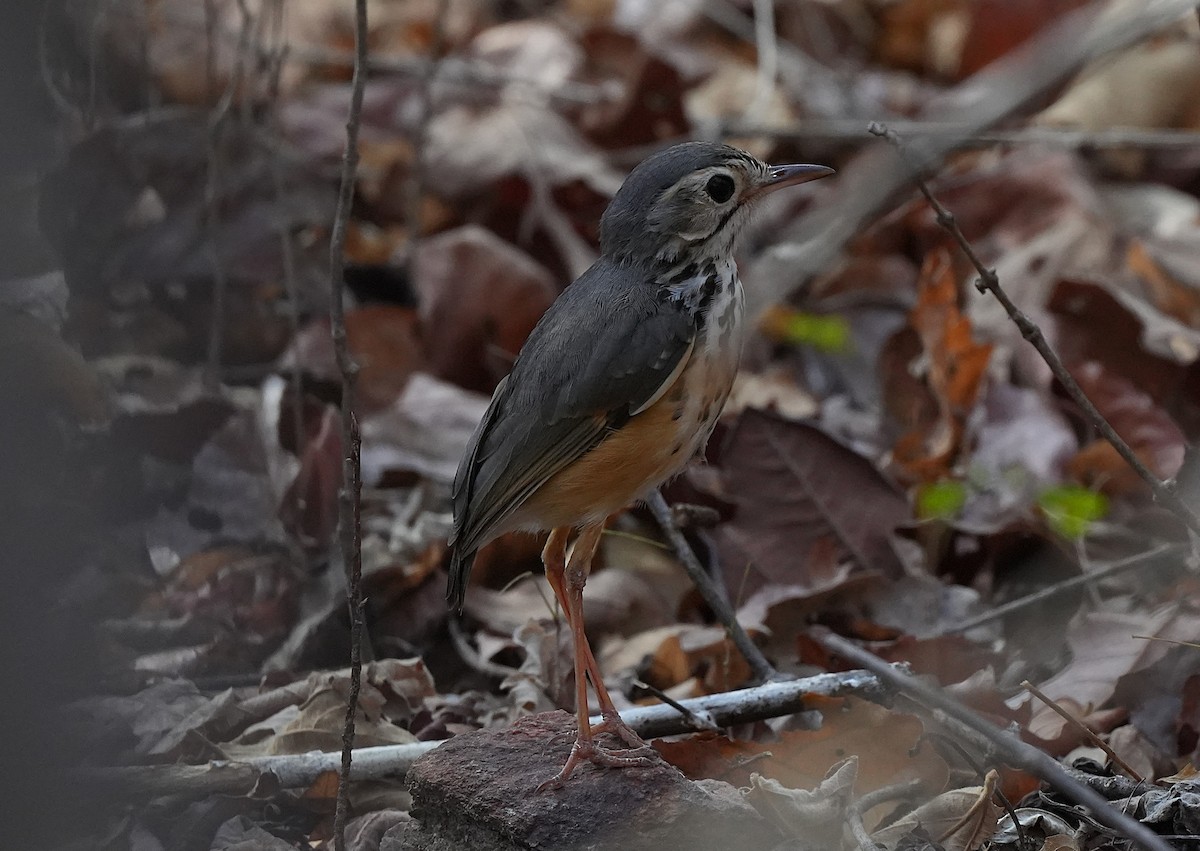 White-browed Antpitta - ML646832492