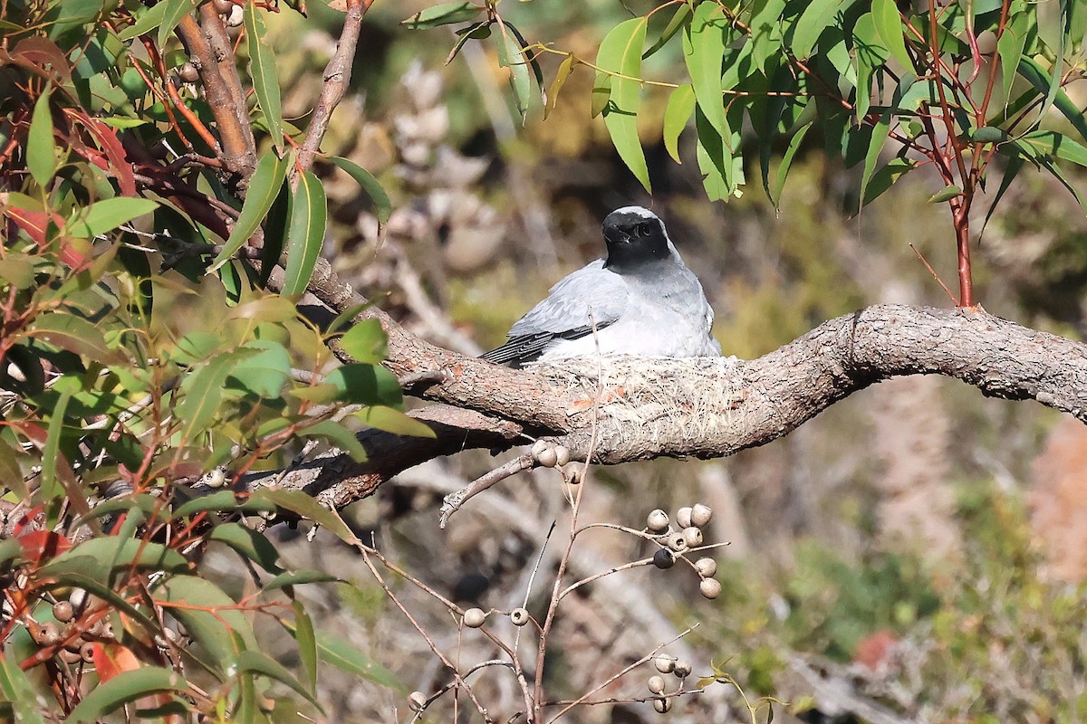 Black-faced Cuckooshrike - ML646832493