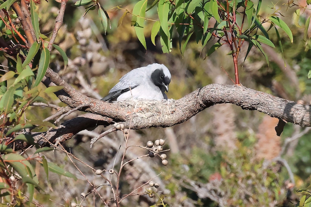 Black-faced Cuckooshrike - ML646832494