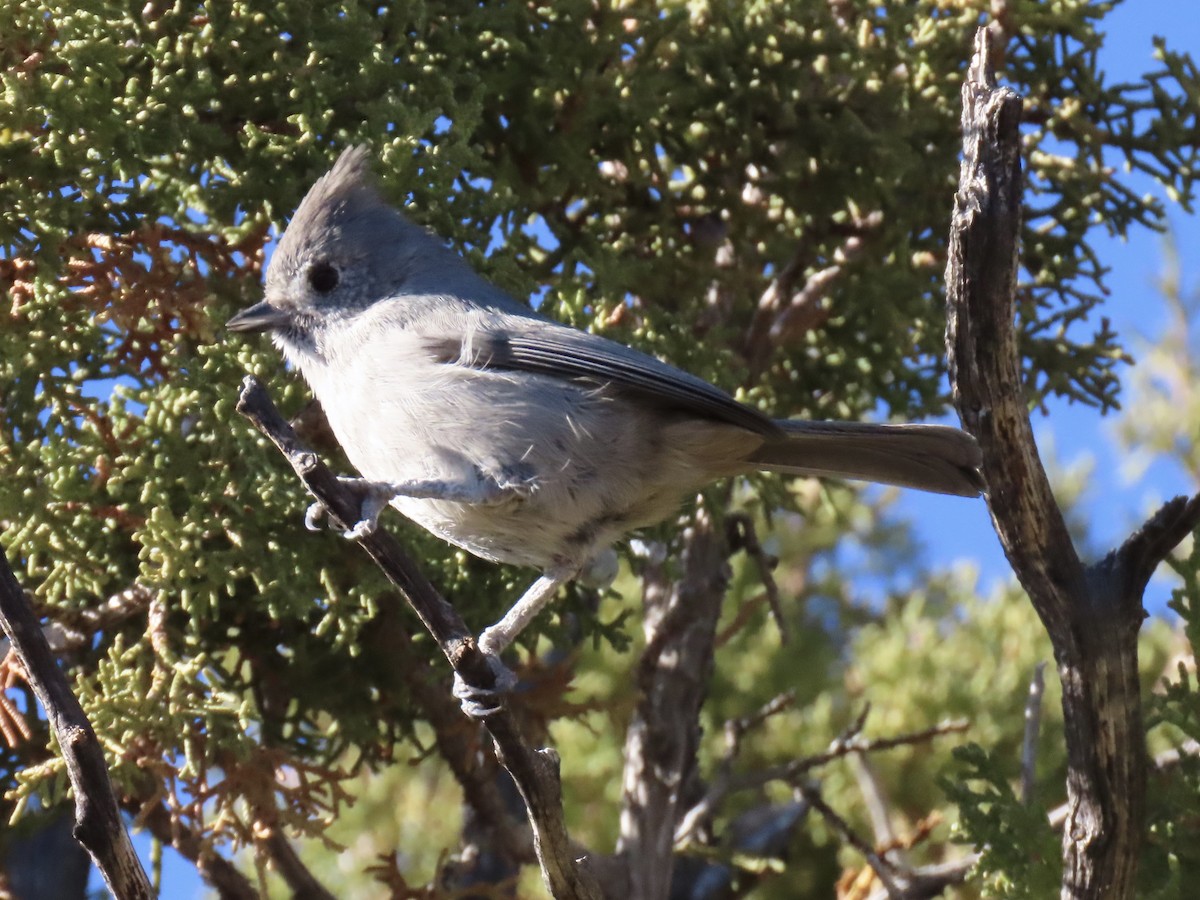 Juniper Titmouse - ML646832495