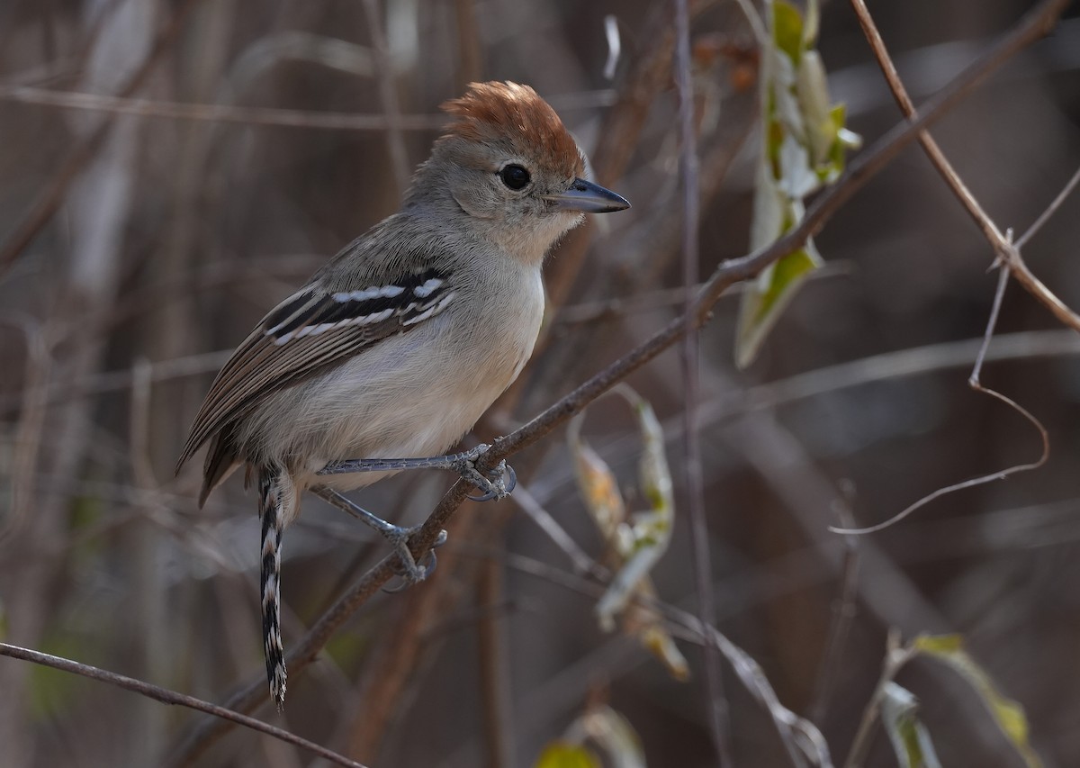 Silvery-cheeked Antshrike - ML646832496