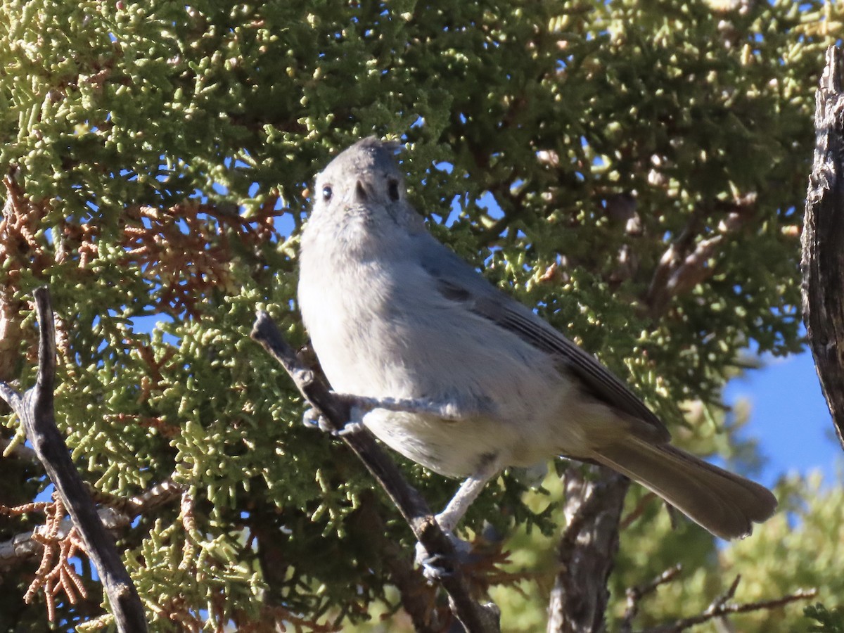 Juniper Titmouse - ML646832497