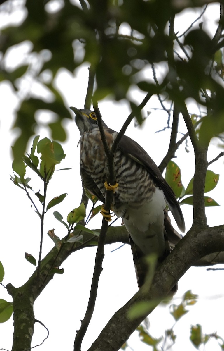 鷹鵑 - ML646832499