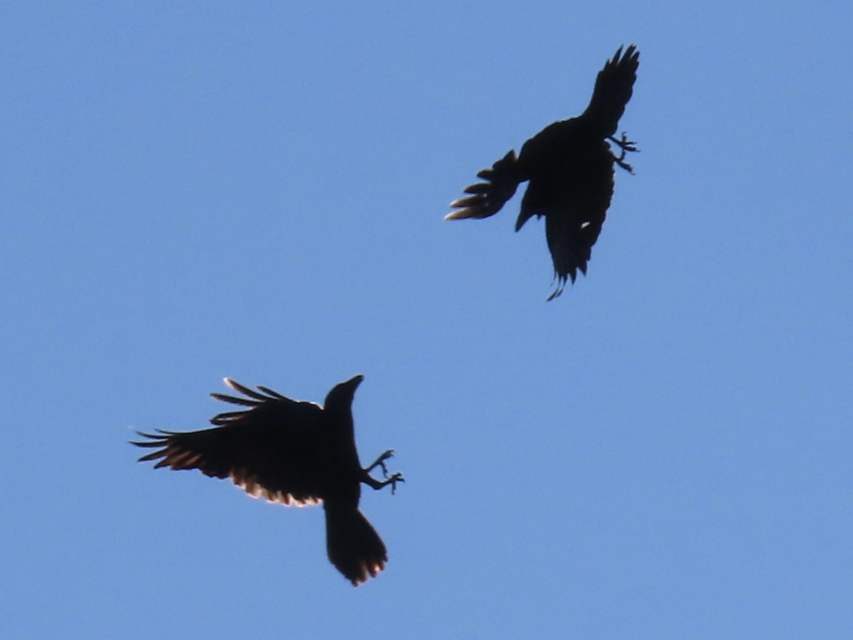 Common Raven - ML646832500