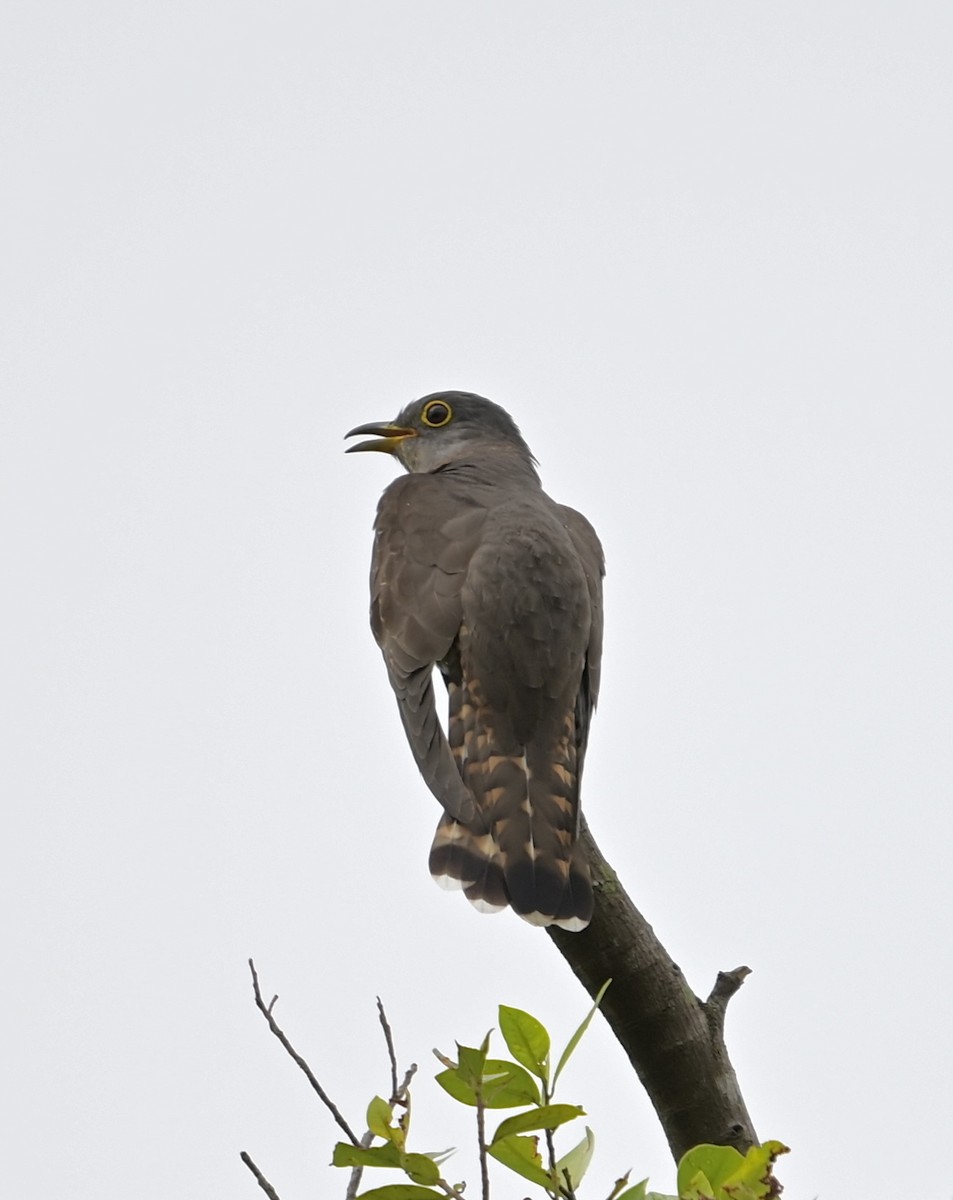 四聲杜鵑 - ML646832501