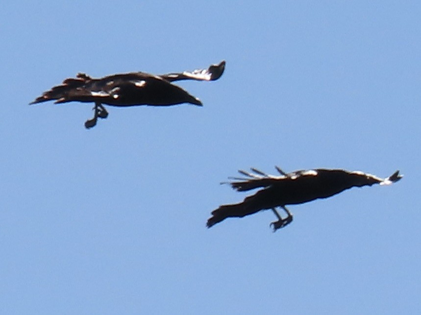 Common Raven - ML646832504