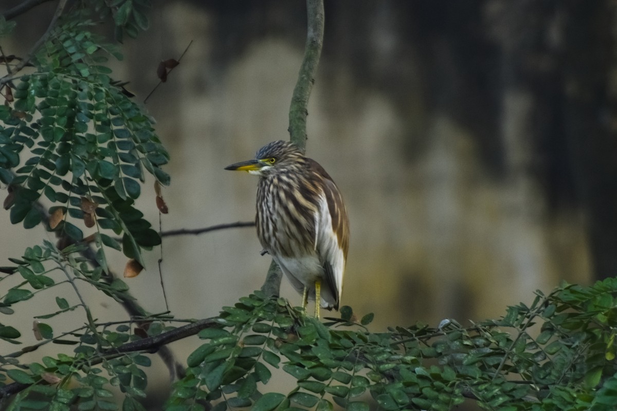 Индийская прудовая цапля - ML646832536