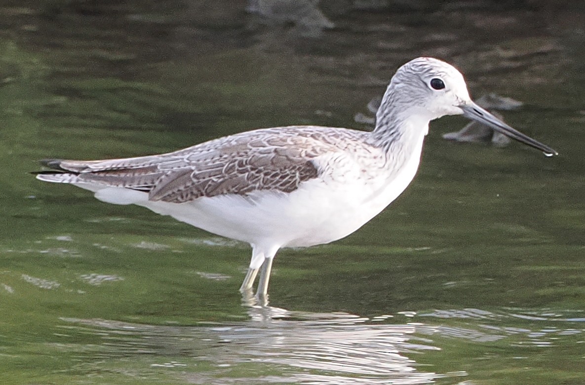 Common Greenshank - ML646832537