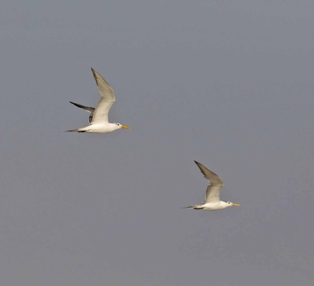 Хохлатая крачка - ML646832540