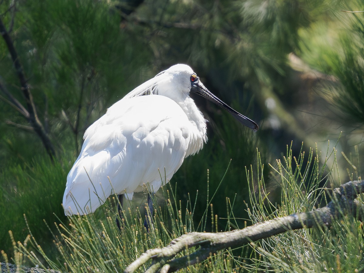 kongeskjestork - ML646832542