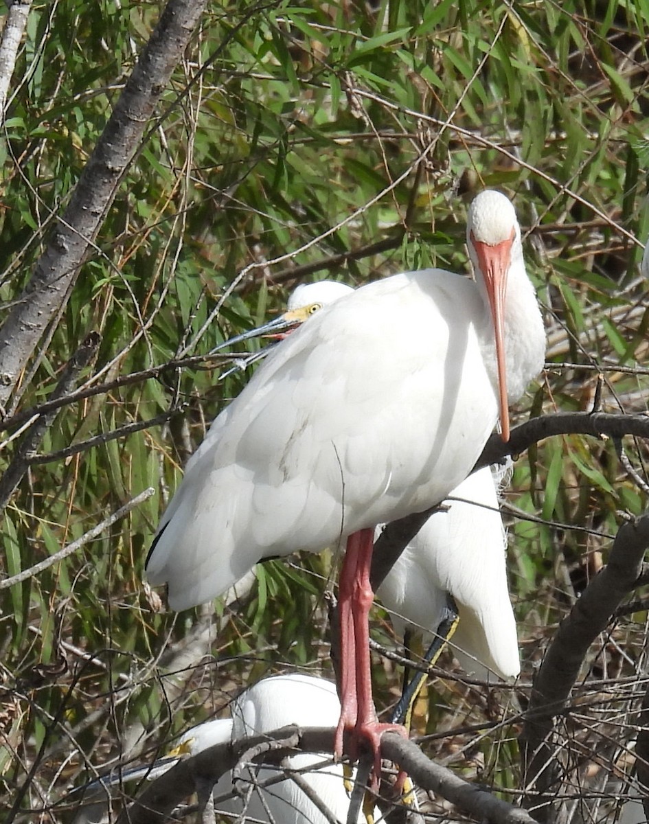 Ibis zuria - ML646832547