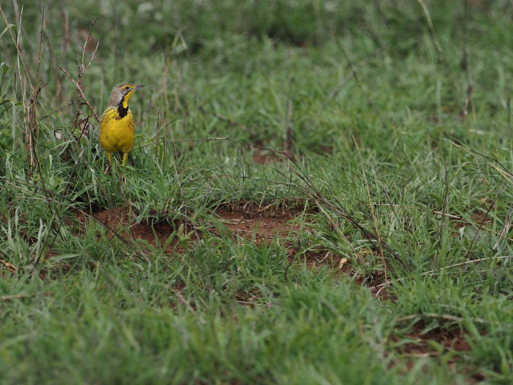 Yellow-throated Longclaw - ML646832548