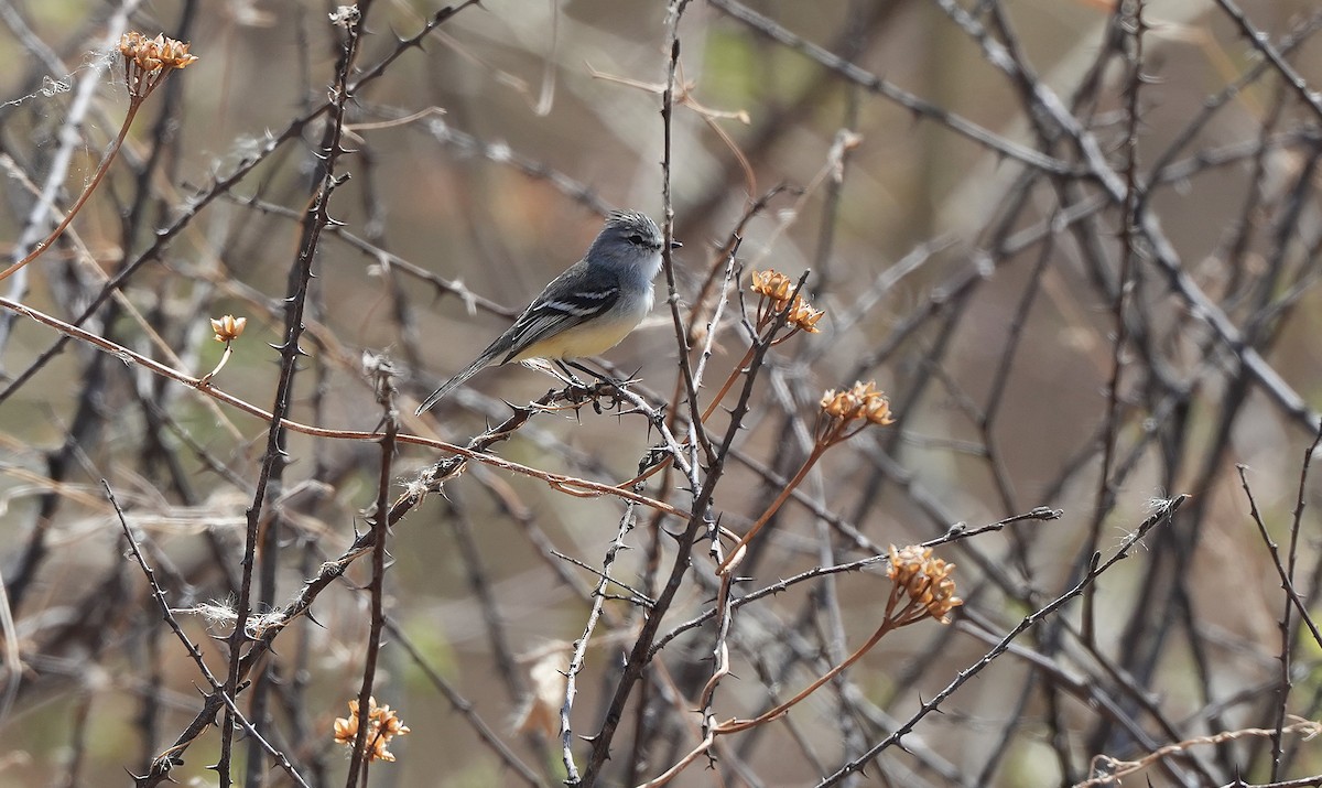 White-crested Tyrannulet - ML646832551