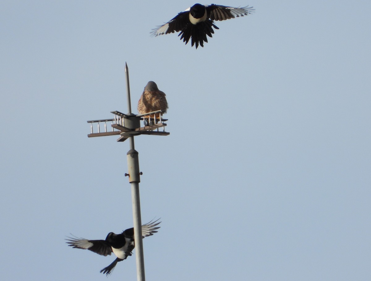 Turmfalke - ML646832552