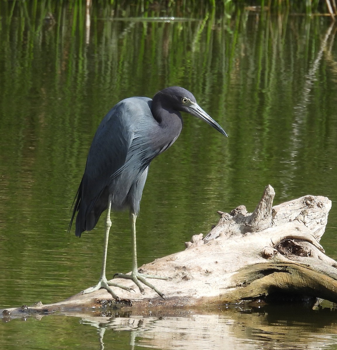 Koartzatxo urdina - ML646832553