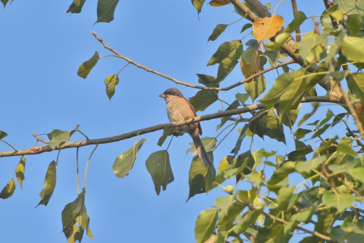 Тибетский сорокопут - ML646832554