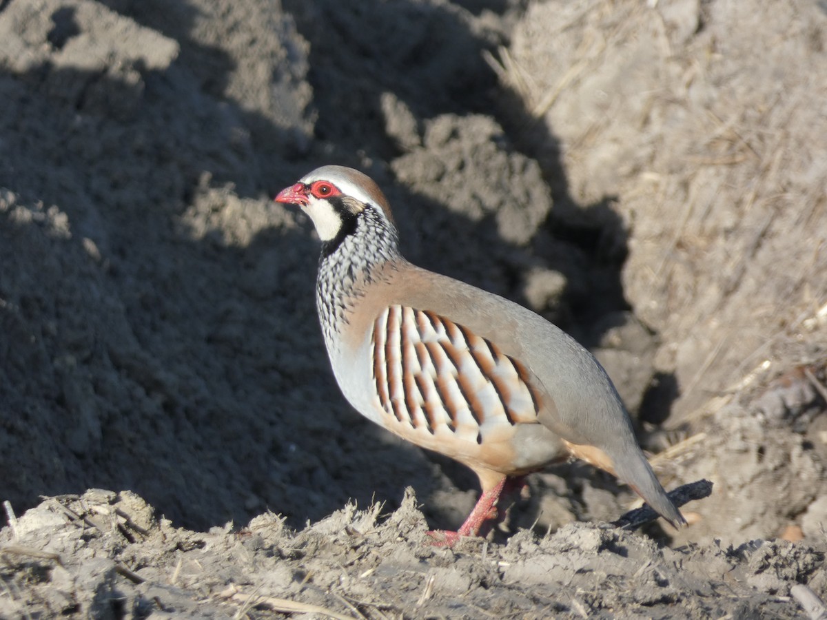 Pernice rossa - ML646832556