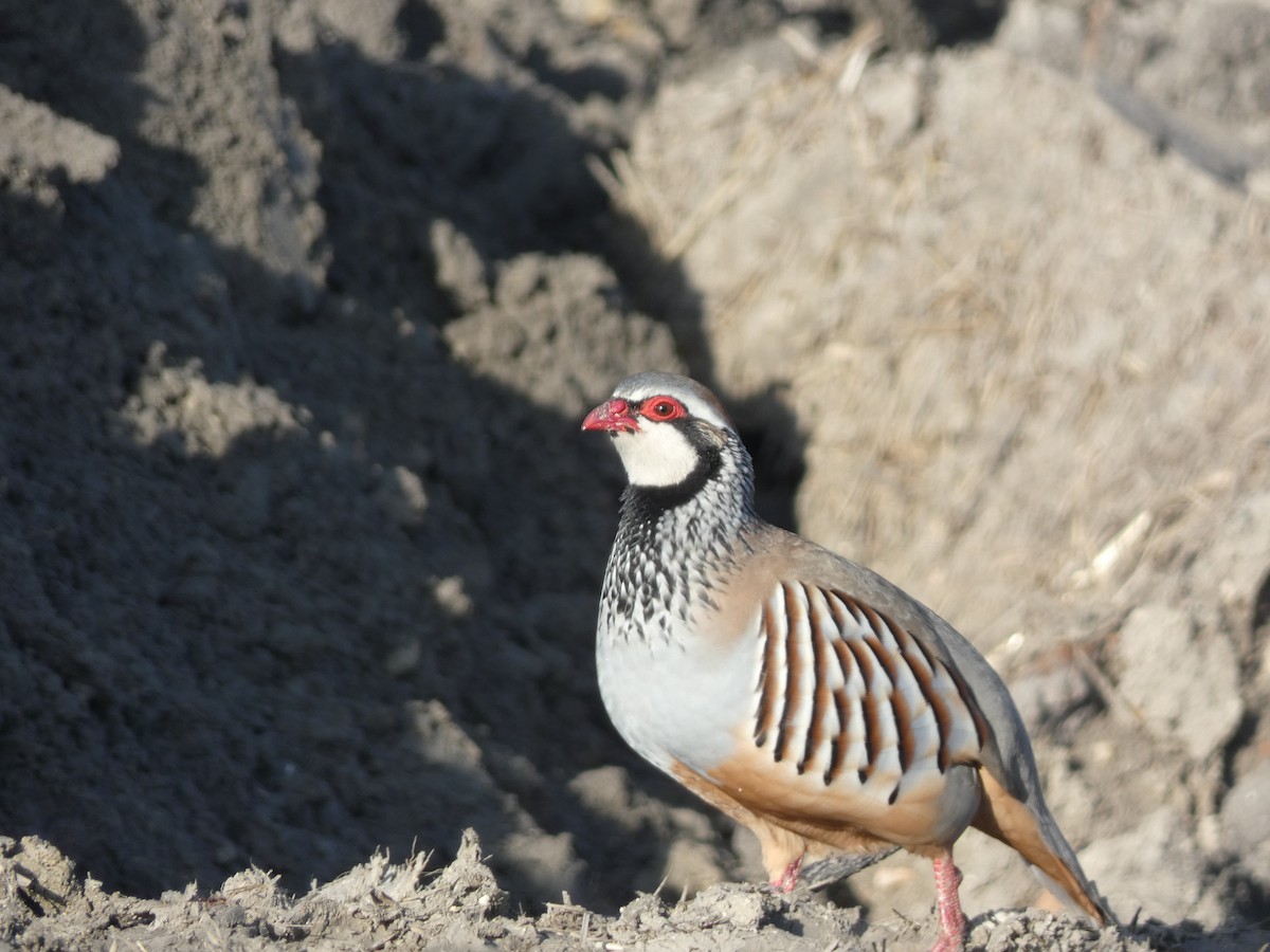 Pernice rossa - ML646832558