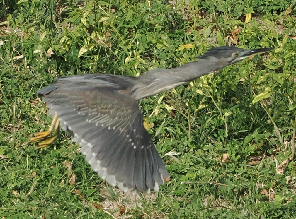 Little Heron - ML646832560