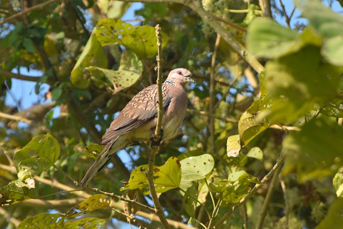 カノコバト - ML646832561