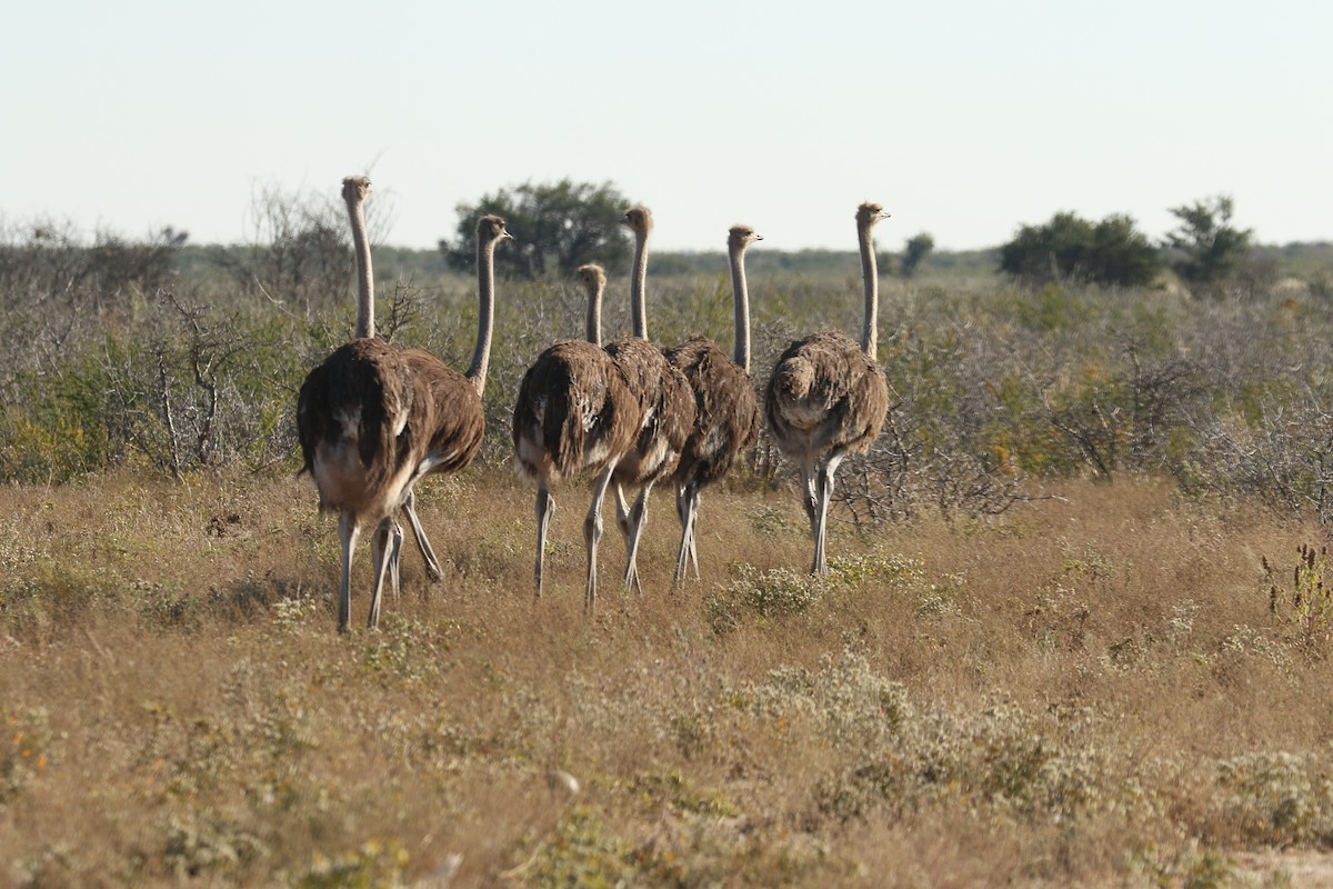 Common Ostrich - ML646832567
