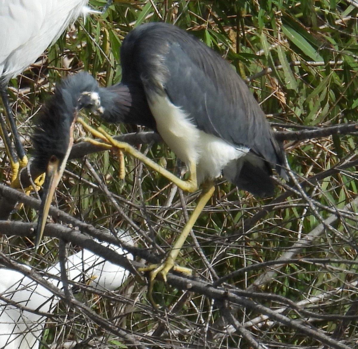 Koartzatxo hirukolorea - ML646832571