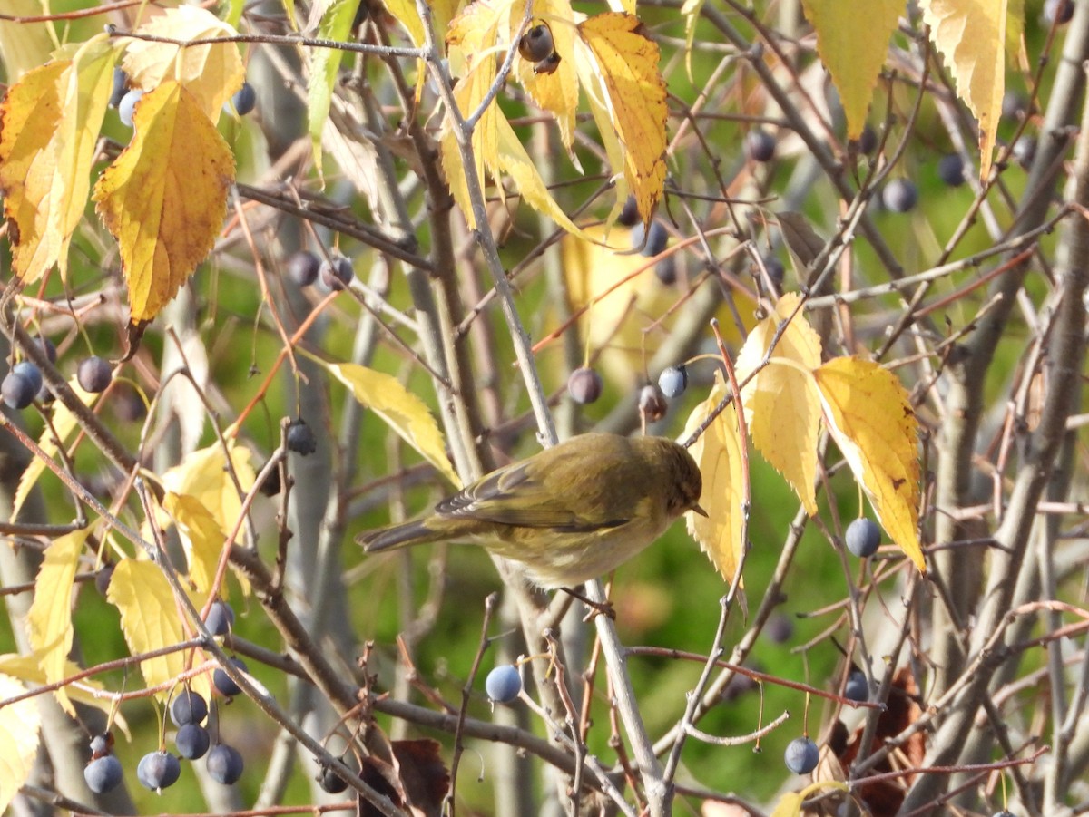 Zilpzalp - ML646832573