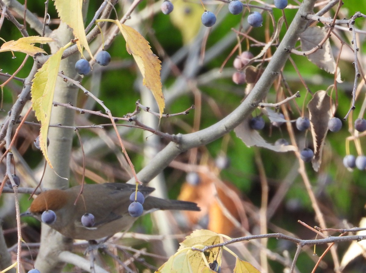 Mönchsgrasmücke - ML646832577