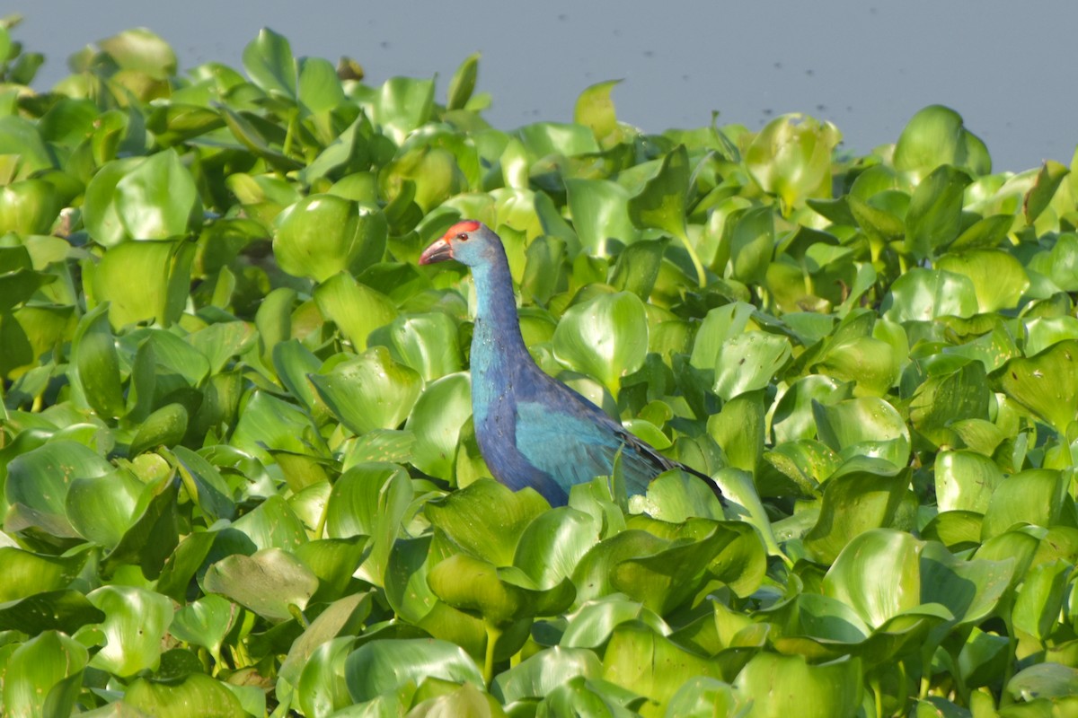 ハイガシラセイケイ - ML646832578