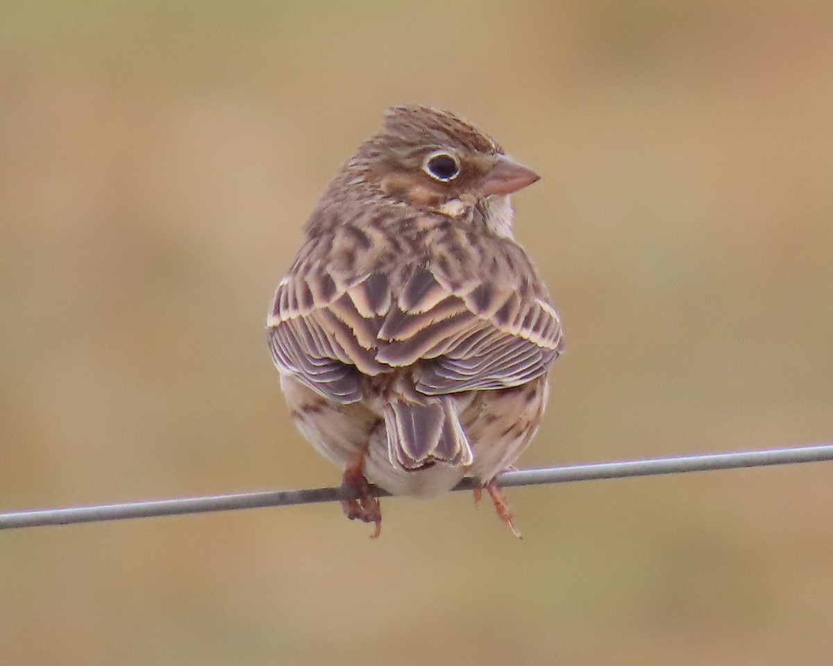 Abendammer - ML646832580